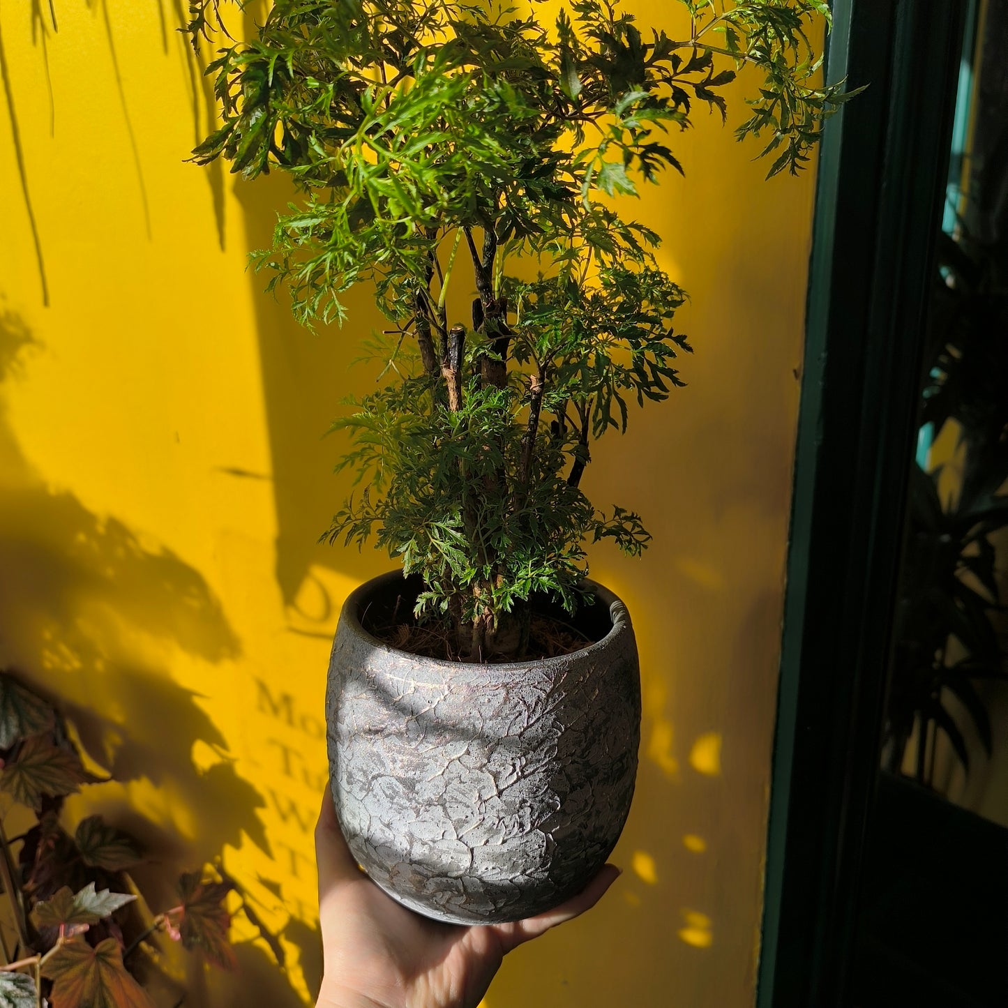 Pot - Evi Antique Silver