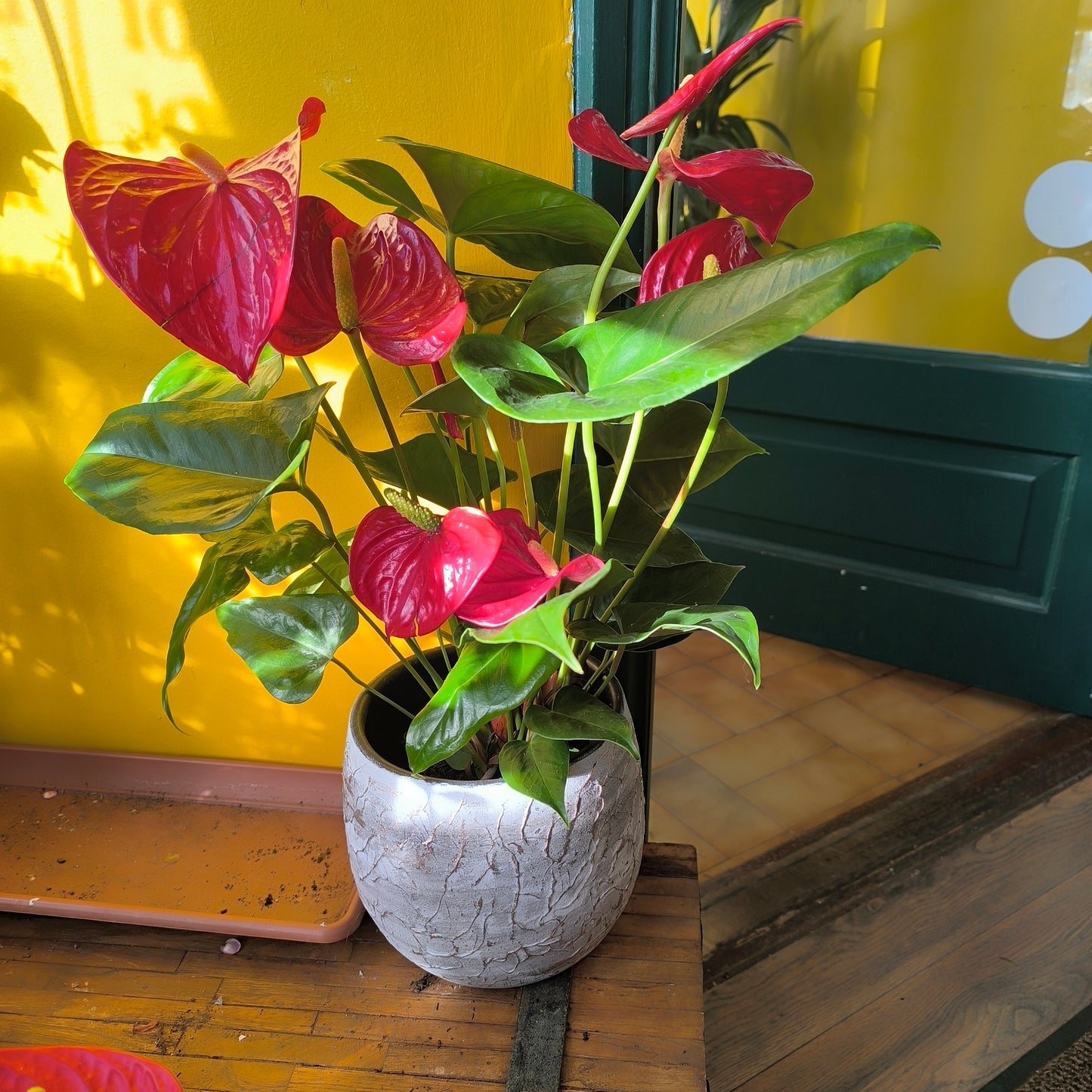 Pot - Evi Antique Silver