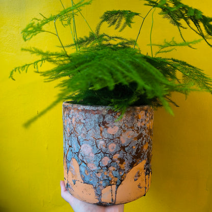 Fern Asparagus/Lace - Medium