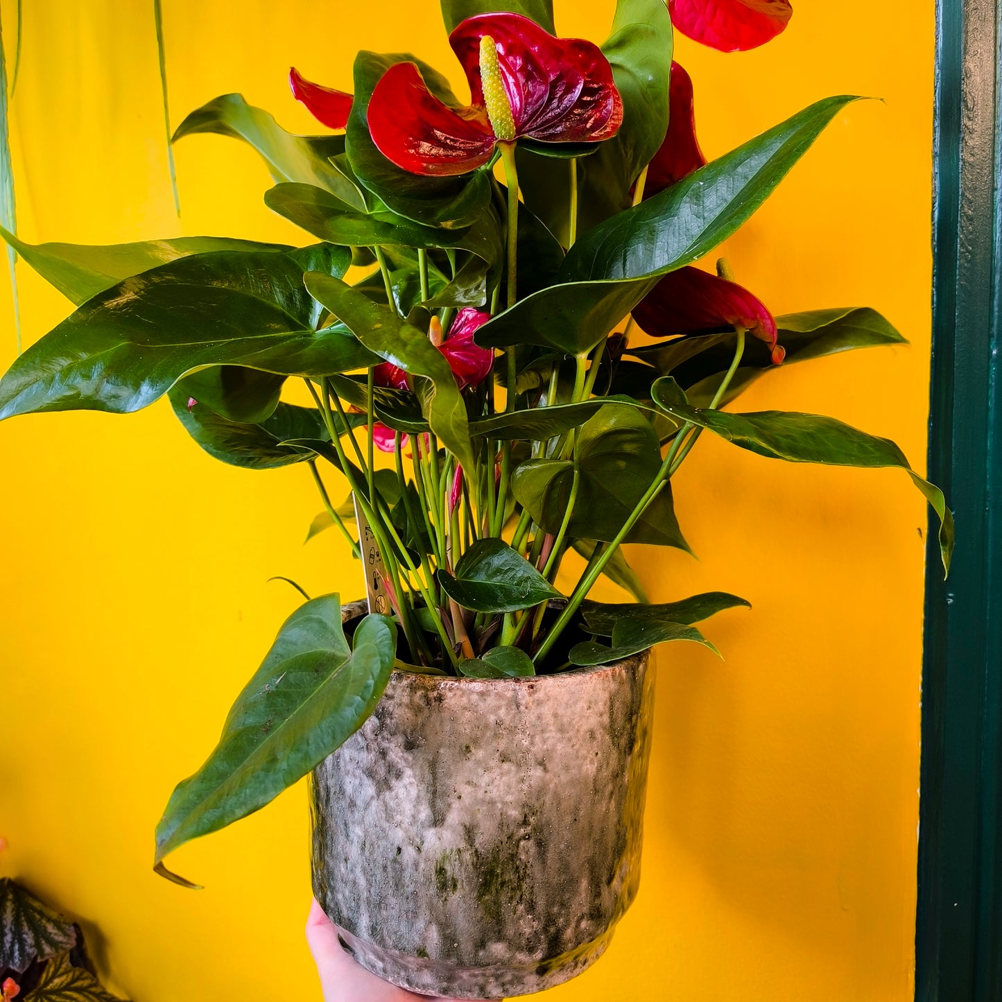 Flamingo Flower `Nevada Red` - Large