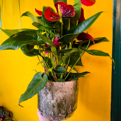 Flamingo Flower `Nevada Red` - Large