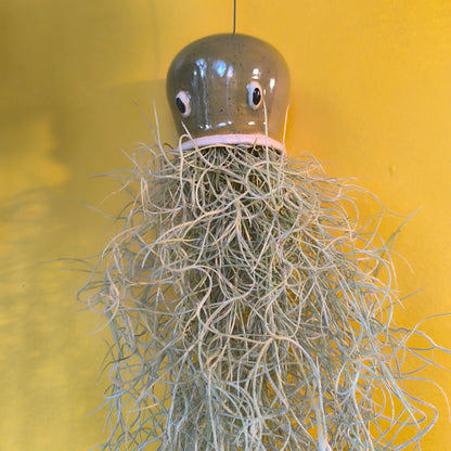 Airplant Jellyfish
