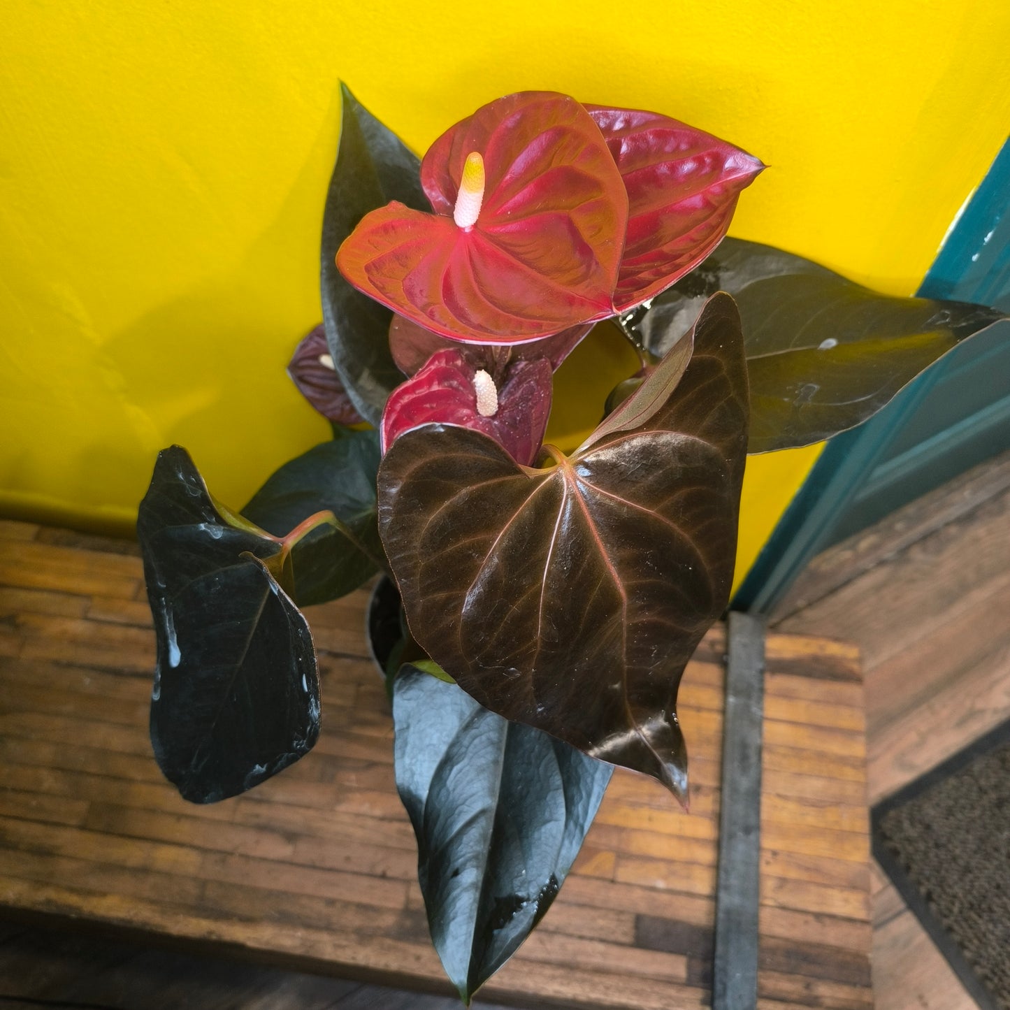 Flamingo Flower `Delicata Dark Red`- Medium