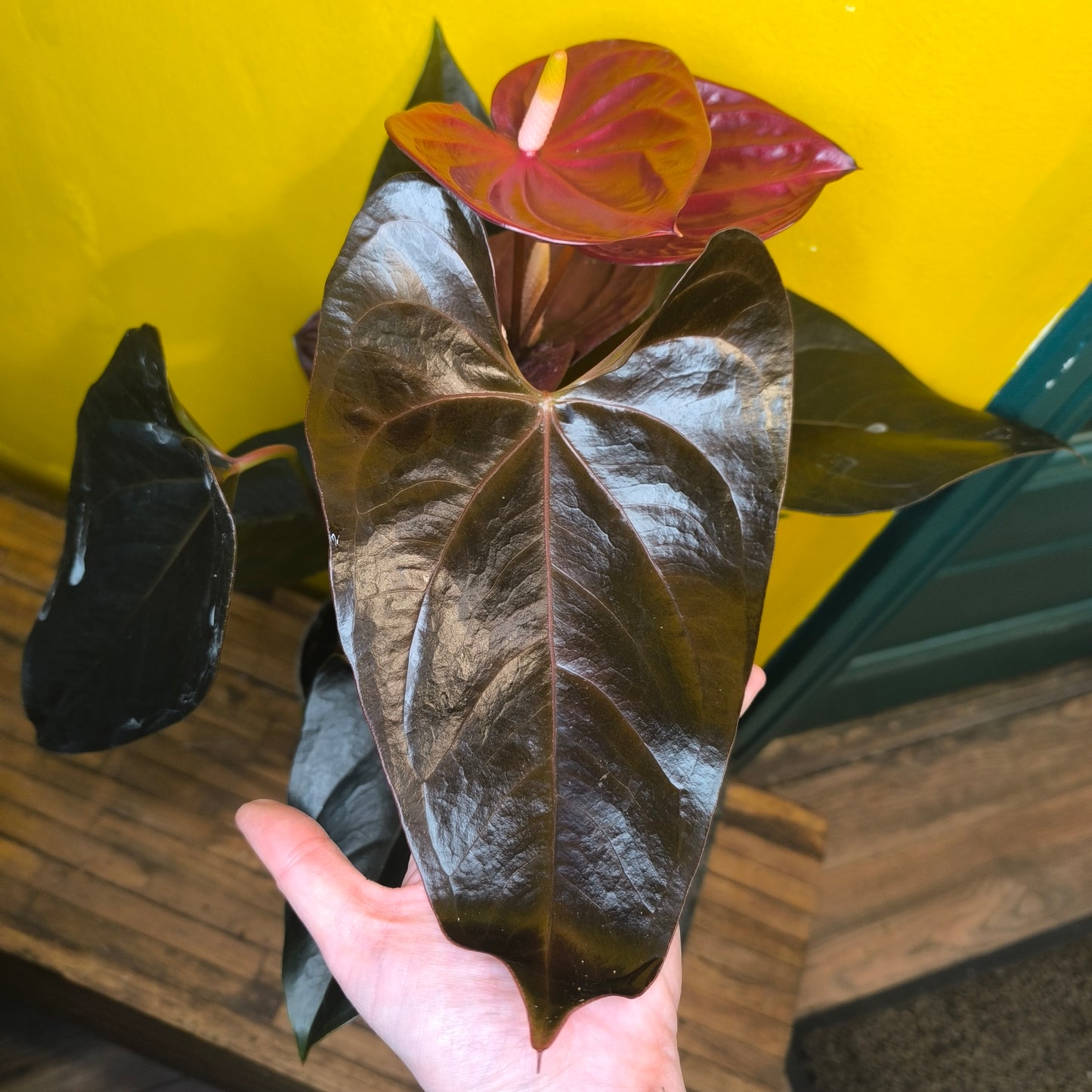 Flamingo Flower `Delicata Dark Red`- Medium