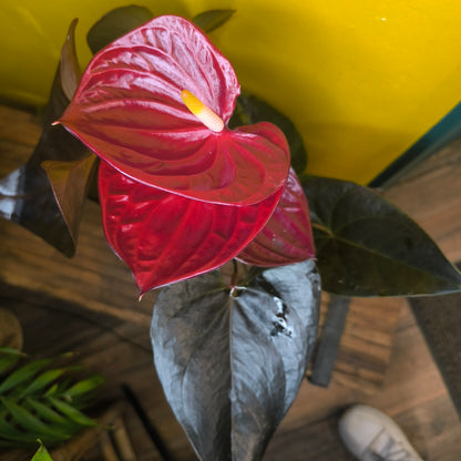 Flamingo Flower `Delicata Dark Red`- Medium