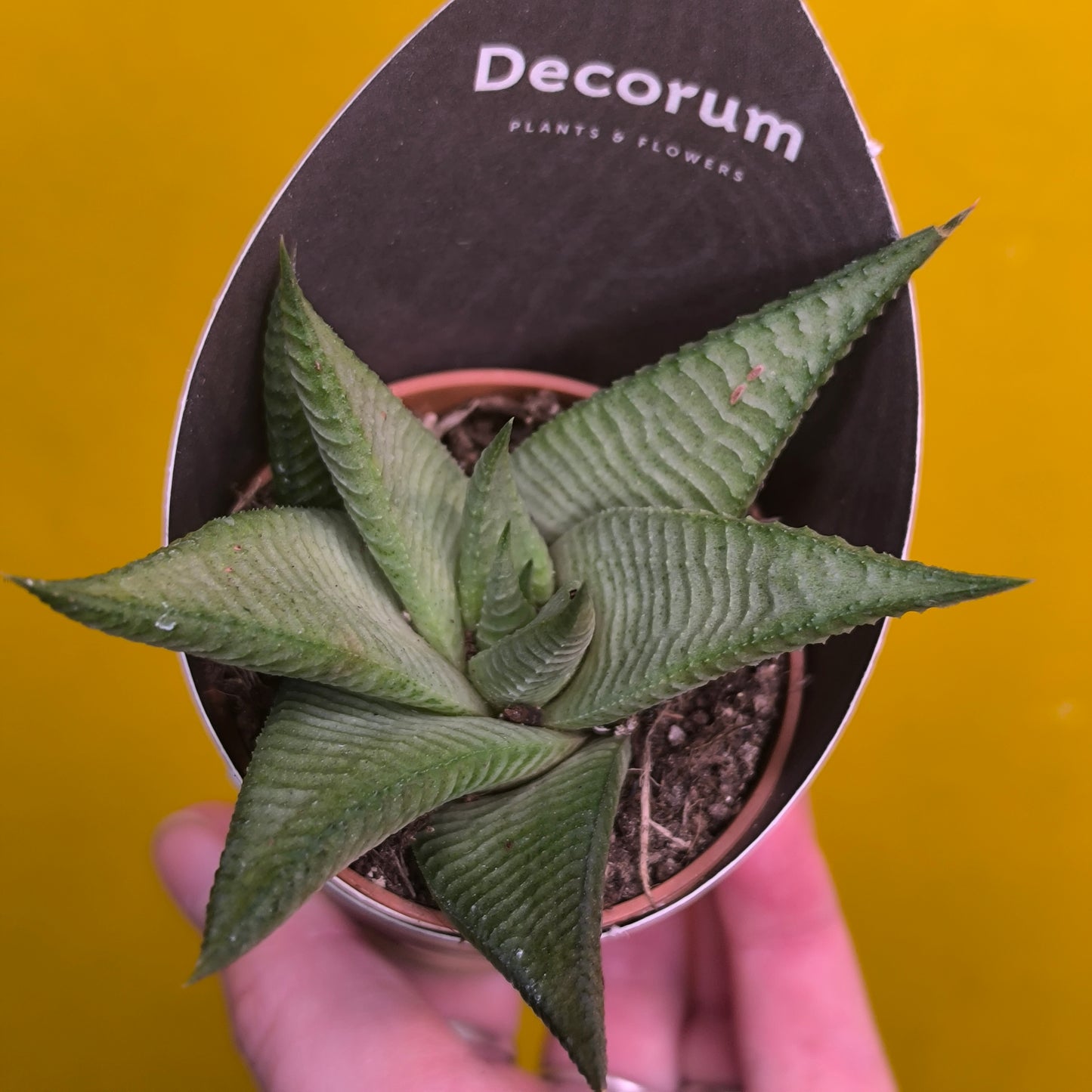 Zebra Cactus Mix - mini