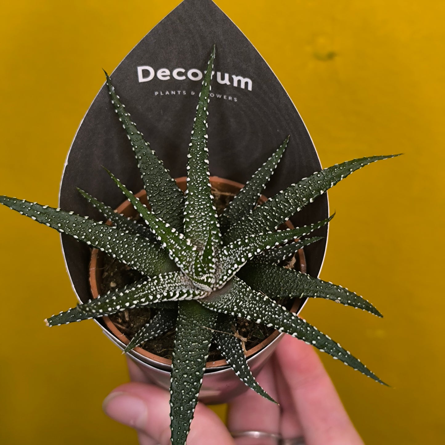 Zebra Cactus Mix - mini