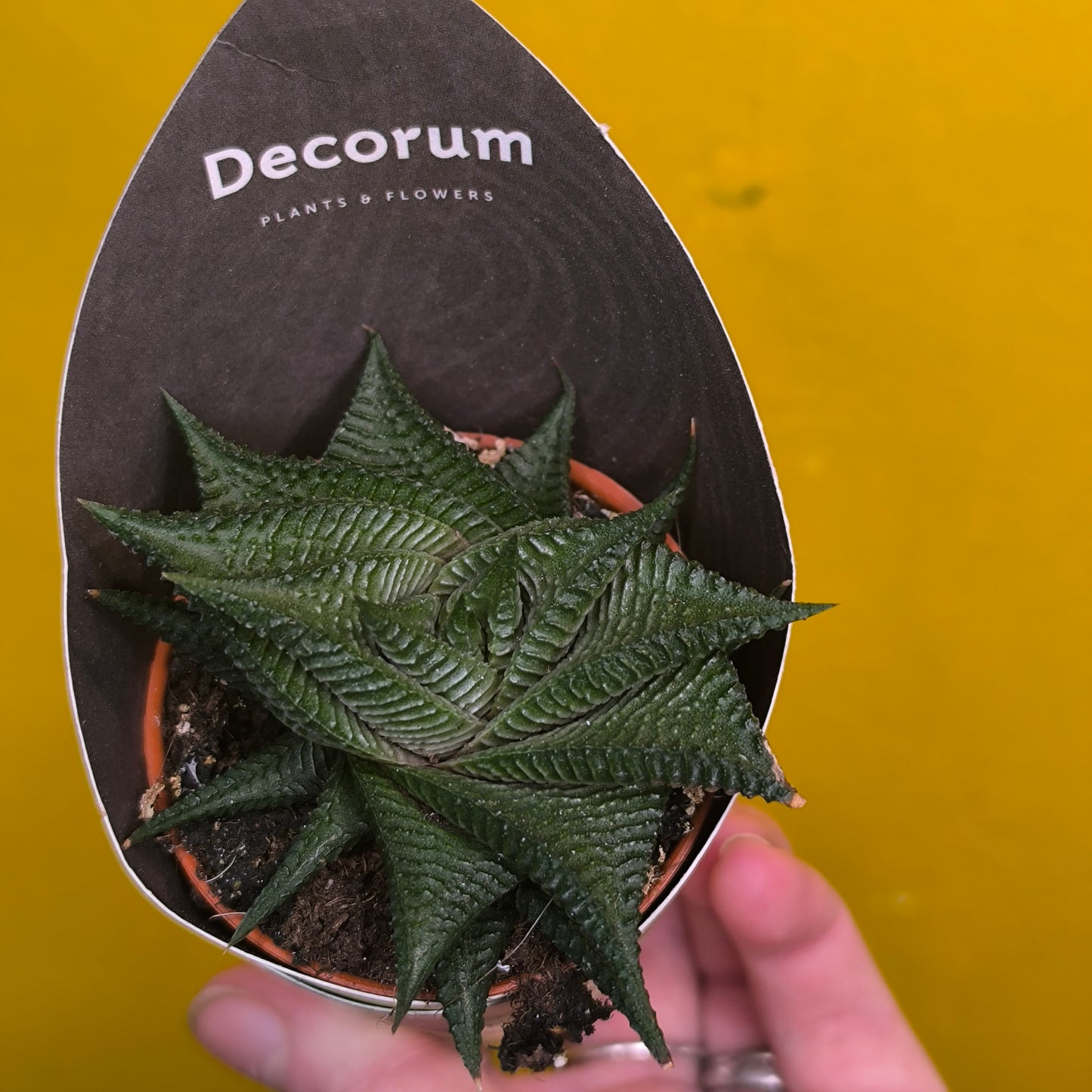 Zebra Cactus Mix - mini