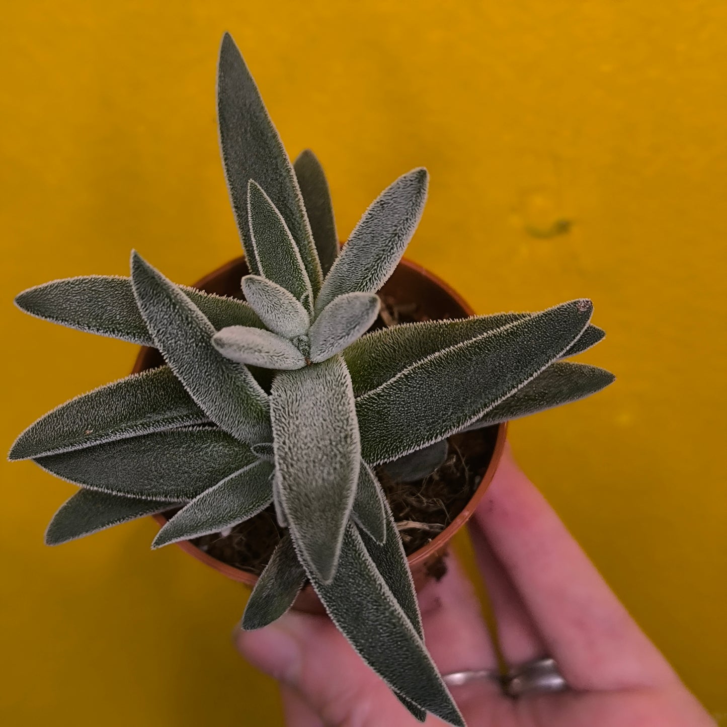 Money/Jade Plant  - Minis