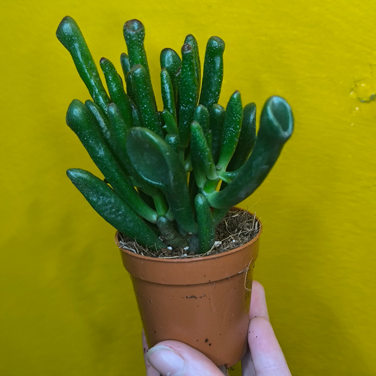 Money/Jade Plant  - Minis