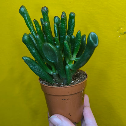 Money/Jade Plant  - Minis