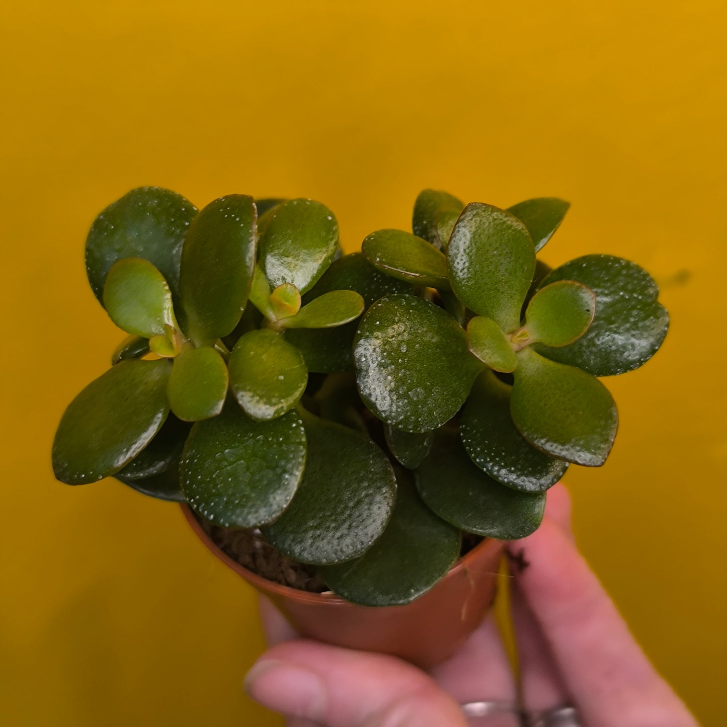 Money/Jade Plant  - Minis