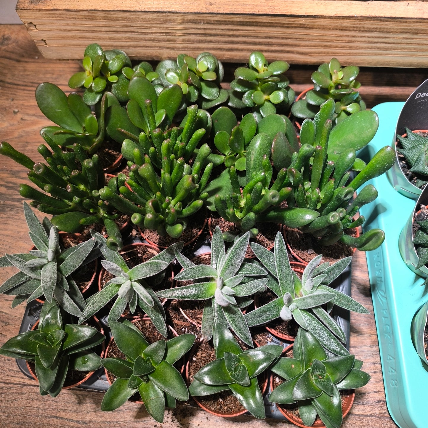 Money/Jade Plant  - Minis