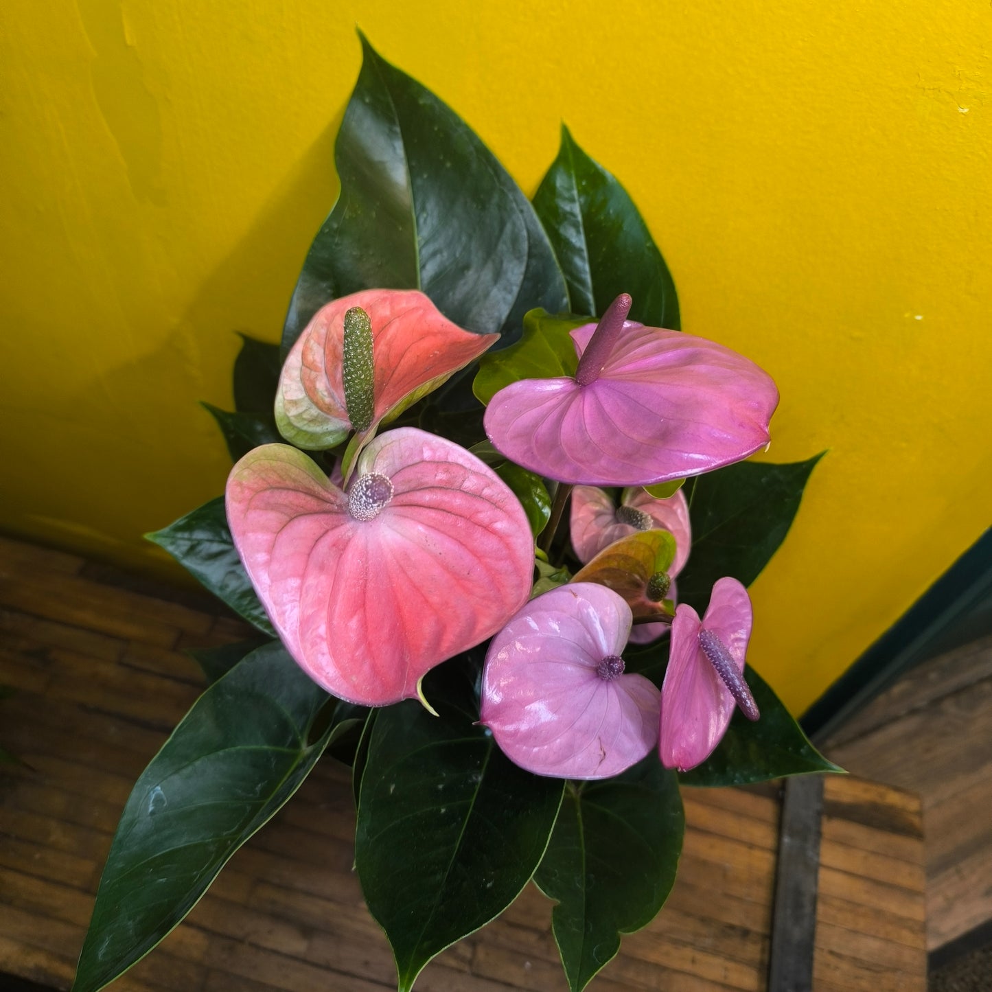 Flamingo Flower `Cavalli Purple` - Medium