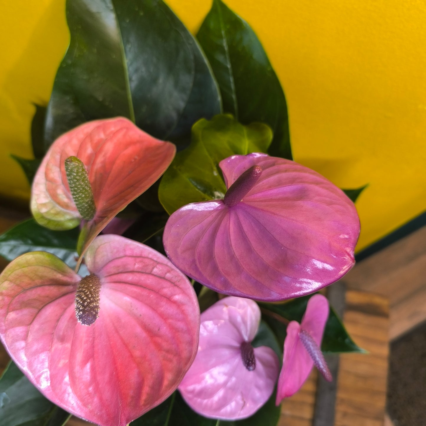 Flamingo Flower `Cavalli Purple` - Medium