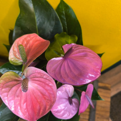 Flamingo Flower `Cavalli Purple` - Medium