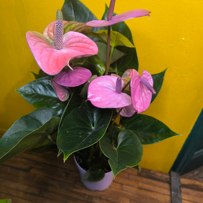 Flamingo Flower `Cavalli Purple` - Medium