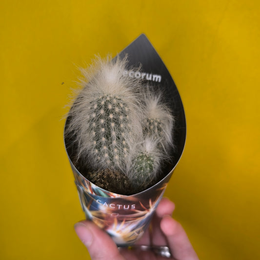 Cacti/Succulent Mix- Small