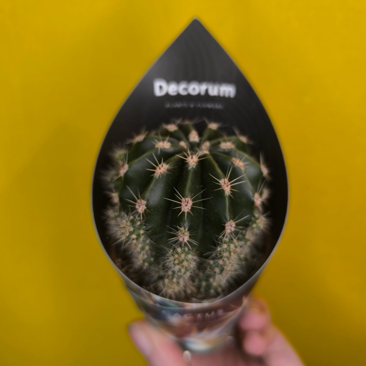 Cacti/Succulent Mix- Small