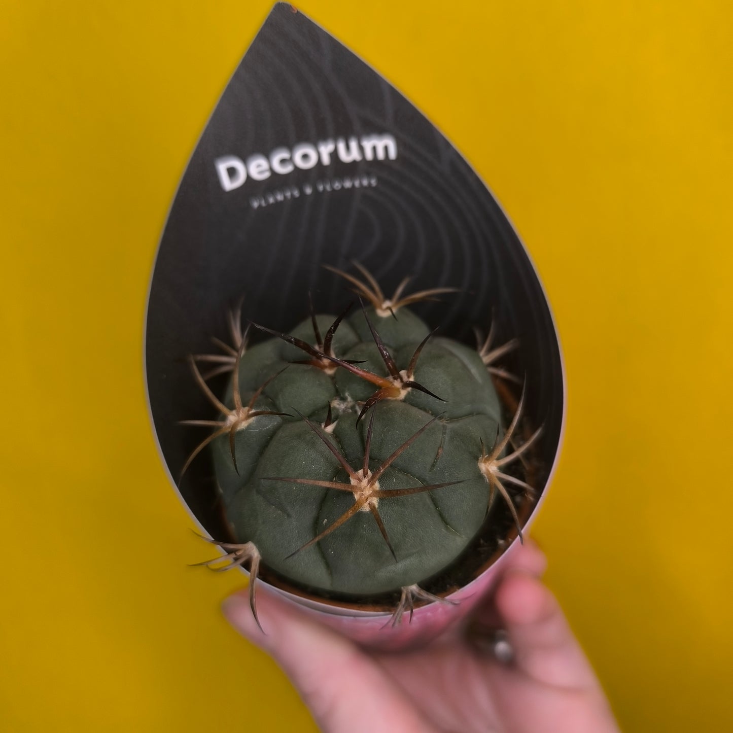 Cacti/Succulent Mix- Small