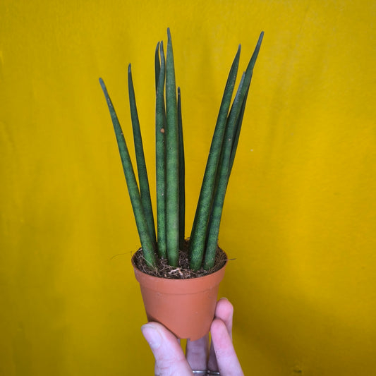 Snake Plant `Mikado' - Mini