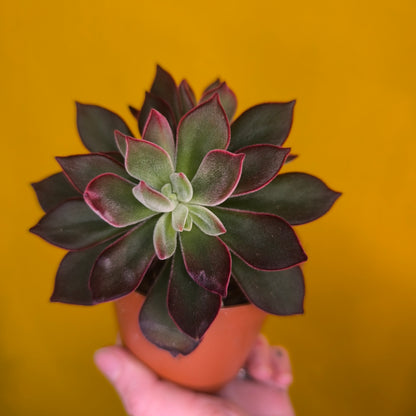 Echeveria pulvinata `Devotion` - Small