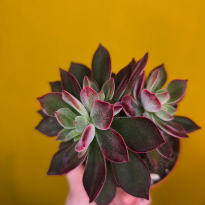 Echeveria pulvinata `Devotion` - Small