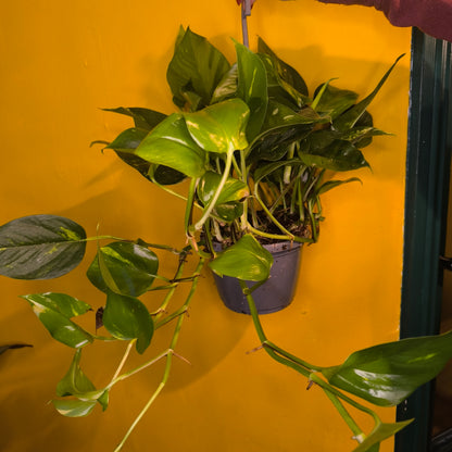 Pothos Golden