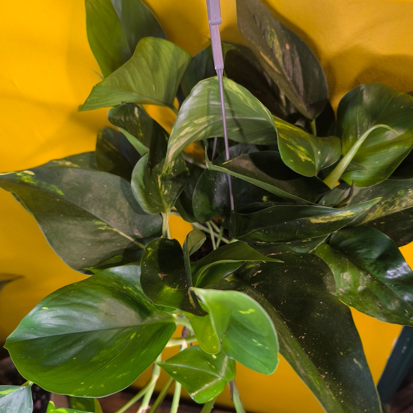 Pothos Golden