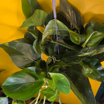 Pothos Golden