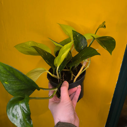 Pothos 'Mixed Leaf'- Medium