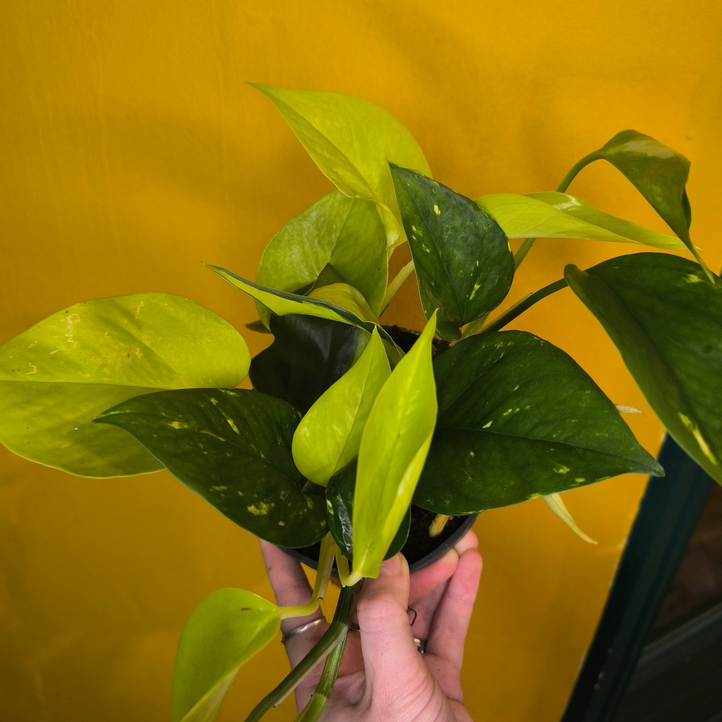 Pothos 'Mixed Leaf'- Medium