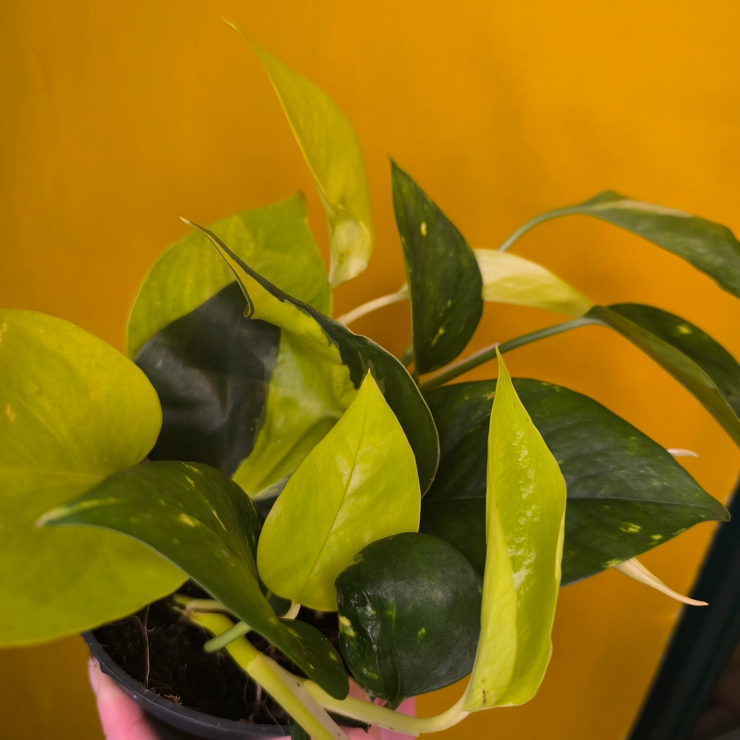 Pothos 'Mixed Leaf'- Medium