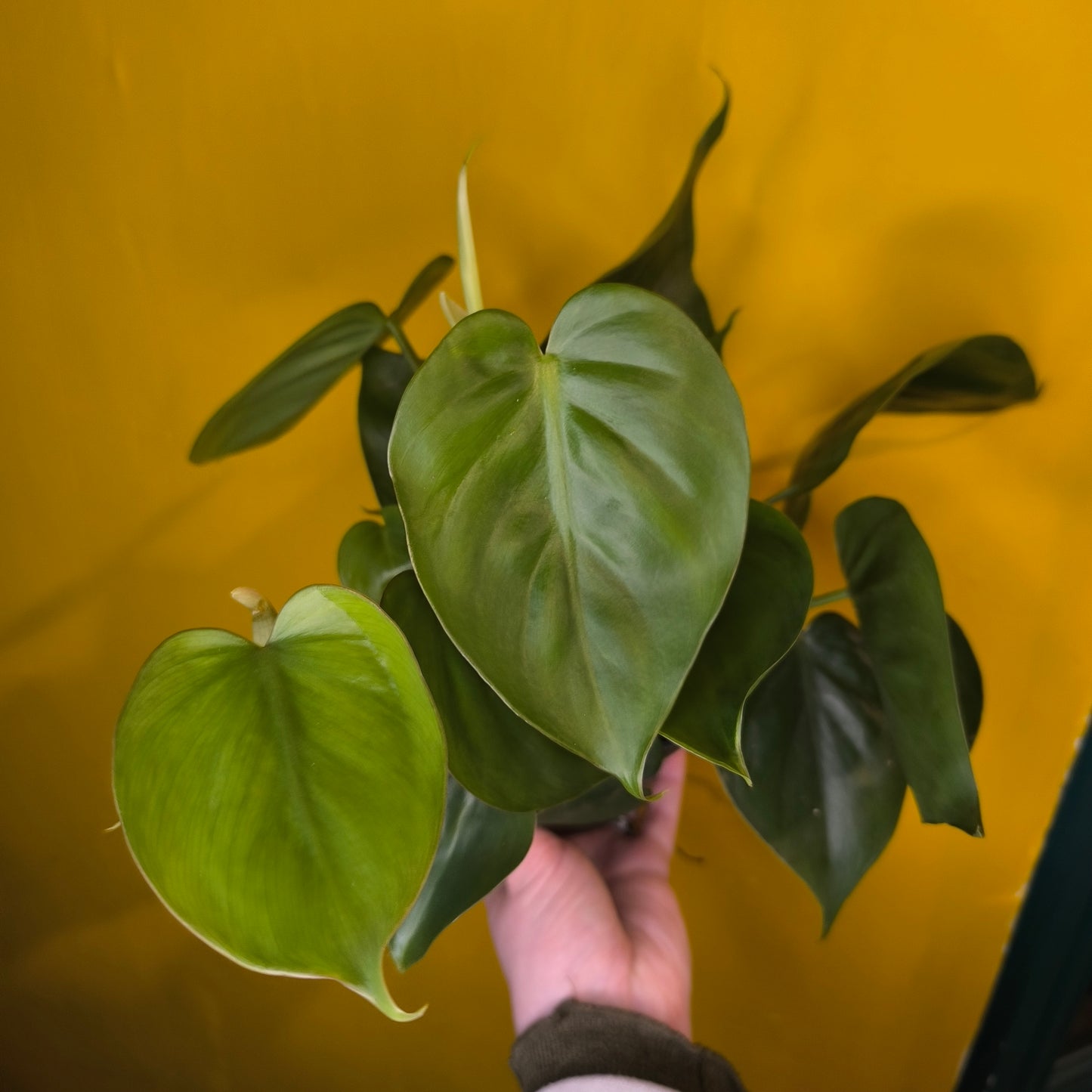 Philodendron Heartleaf - Medium
