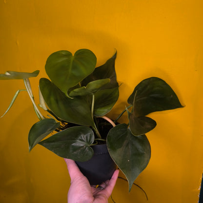 Philodendron Heartleaf - Medium