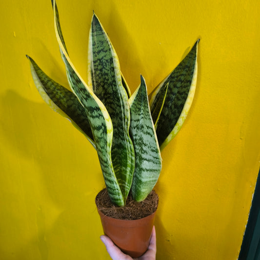 Snake Plants Yellow - Medium
