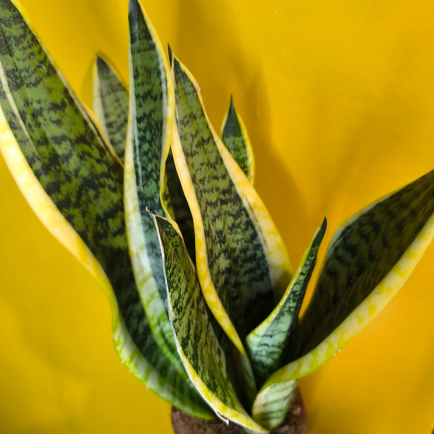 Snake Plants Yellow - Medium