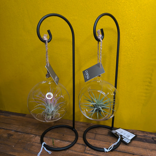 Airplant Glass Bauble on Stand