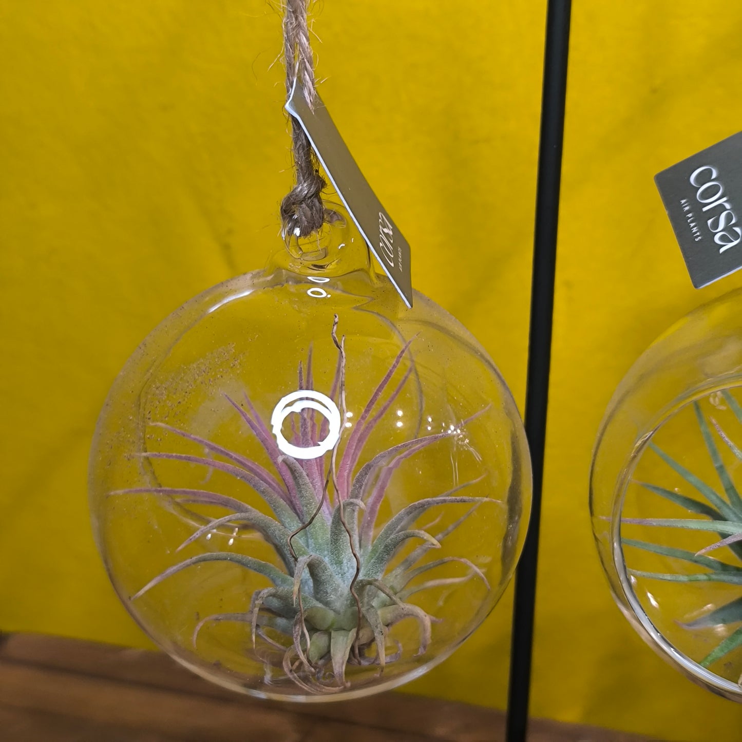 Airplant Glass Bauble on Stand