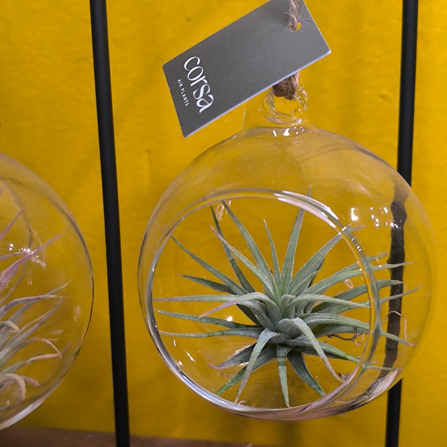 Airplant Glass Bauble on Stand