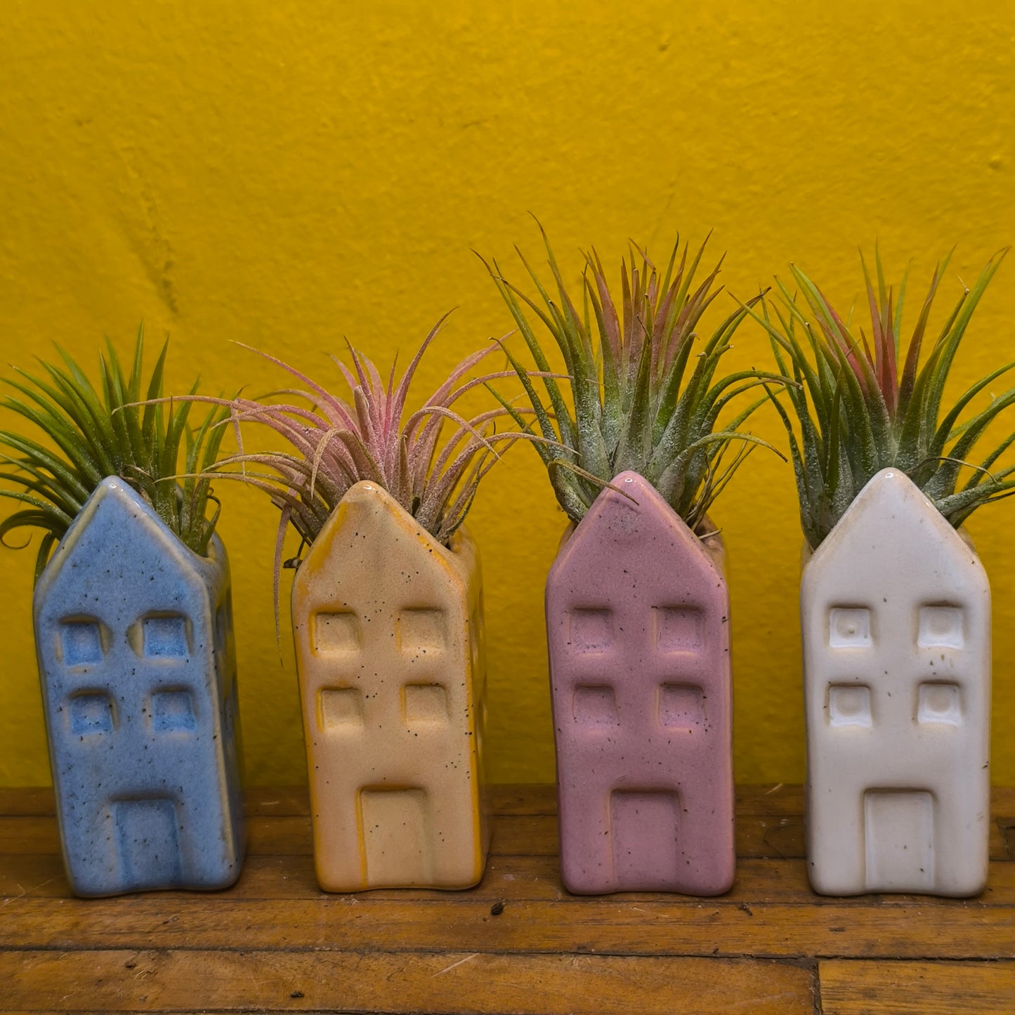 Airplant in Mini Ceramic House