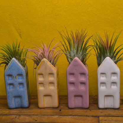 Airplant in Mini Ceramic House