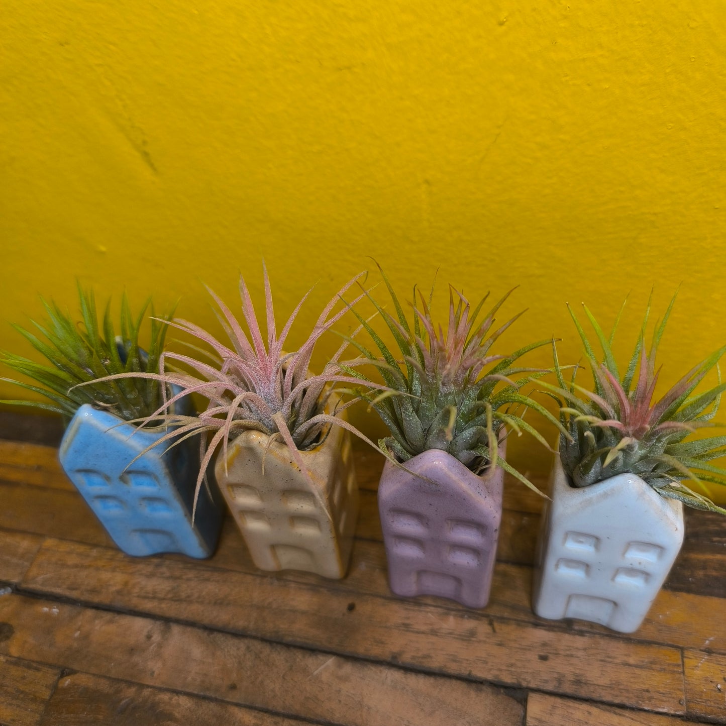 Airplant in Mini Ceramic House