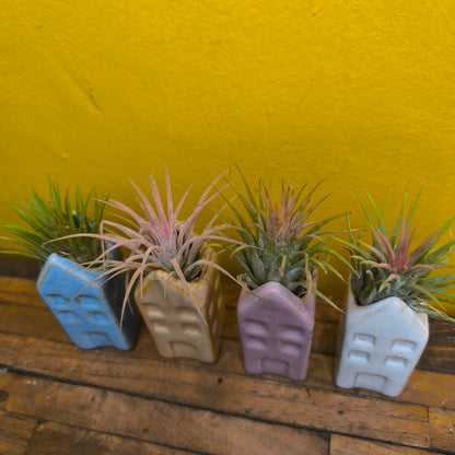 Airplant in Mini Ceramic House