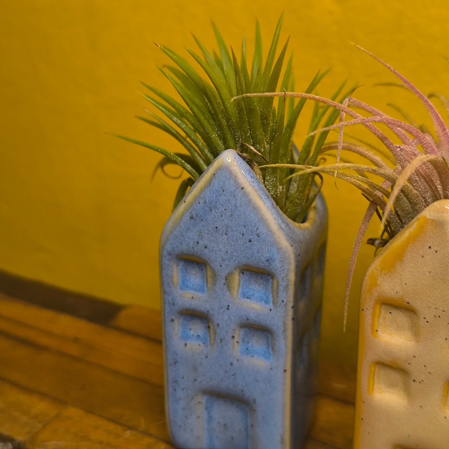 Airplant in Mini Ceramic House