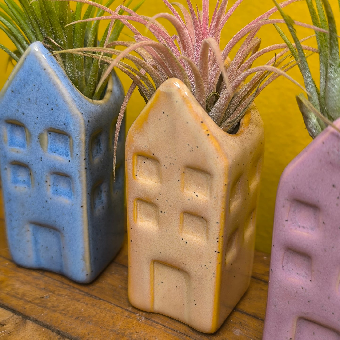 Airplant in Mini Ceramic House