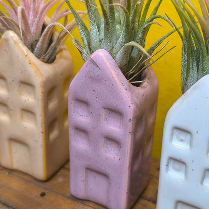 Airplant in Mini Ceramic House