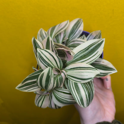 Spiderwort `Unicorn' (New variety) - Small