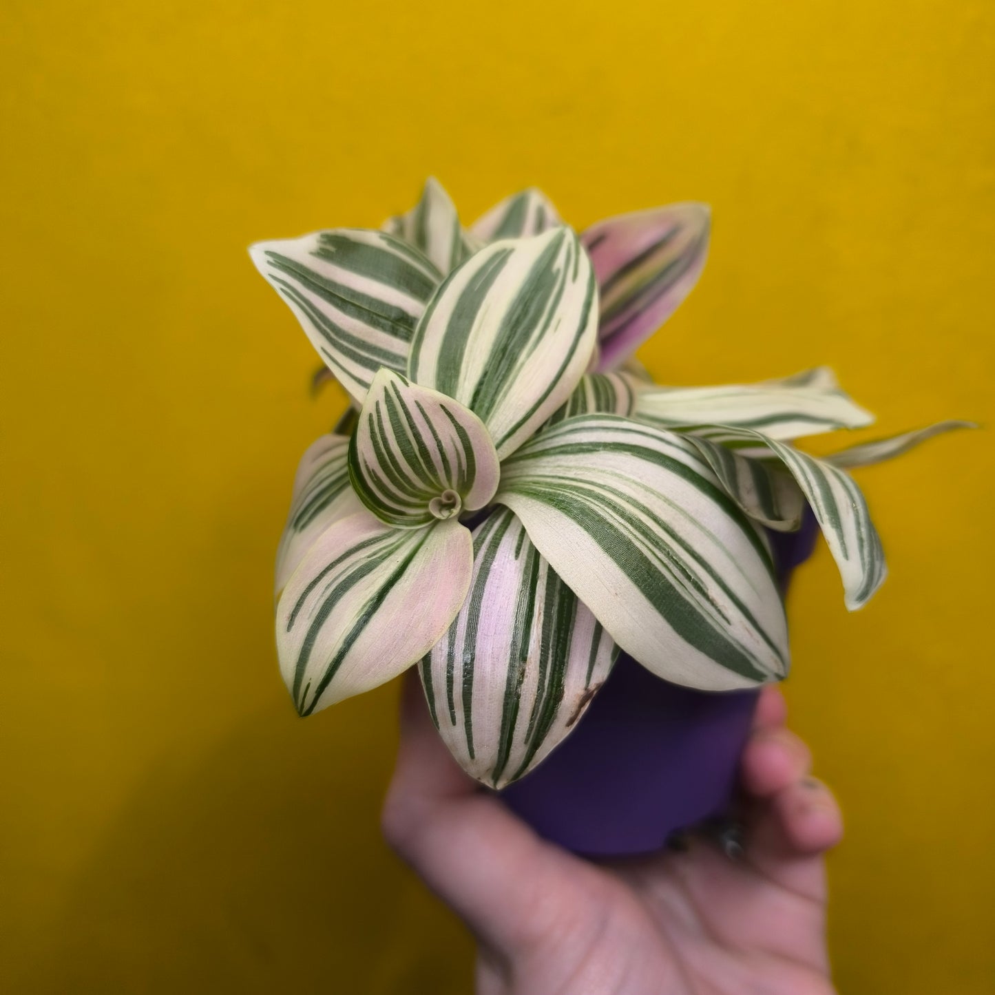 Spiderwort `Unicorn' (New variety) - Small