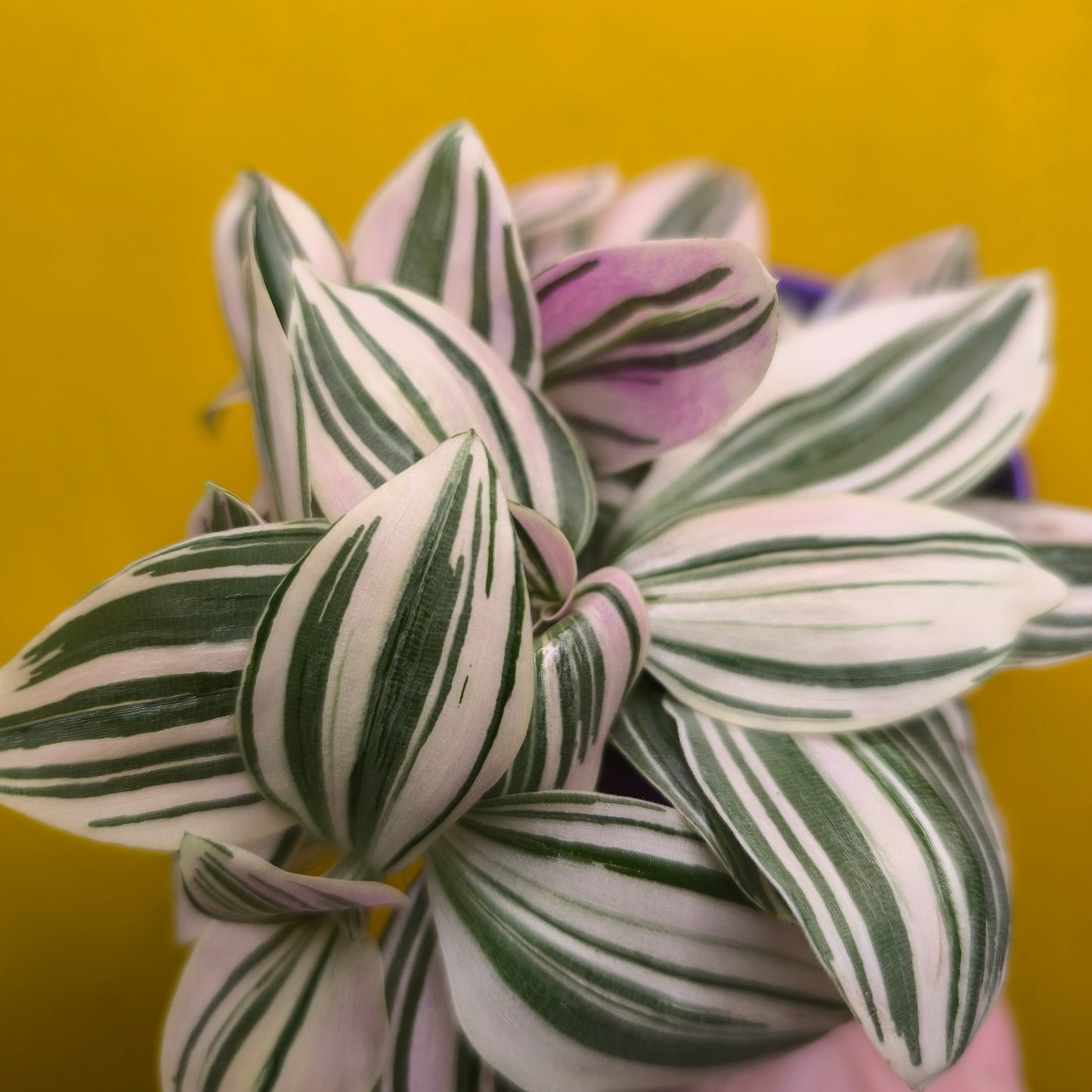 Spiderwort `Unicorn' (New variety) - Small